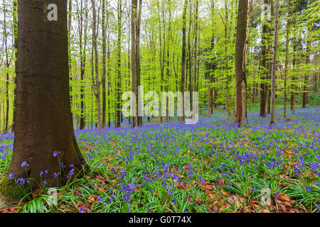 Wilden Hyazinthen in den Hallerbos in der Nähe von Halle, Belgien Stockfoto