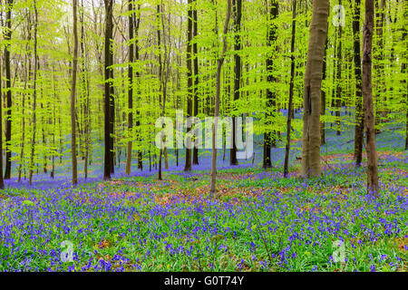 Wilden Hyazinthen in den Hallerbos in der Nähe von Halle, Belgien Stockfoto