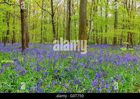 Wilden Hyazinthen in den Hallerbos in der Nähe von Halle, Belgien Stockfoto