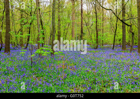 Wilden Hyazinthen in den Hallerbos in der Nähe von Halle, Belgien Stockfoto