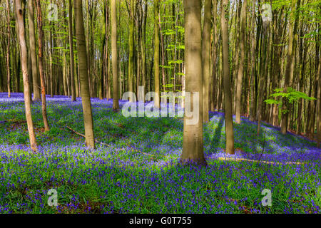 Wilden Hyazinthen in den Hallerbos in der Nähe von Halle, Belgien Stockfoto