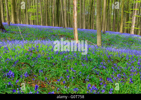 Wilden Hyazinthen in den Hallerbos in der Nähe von Halle, Belgien Stockfoto