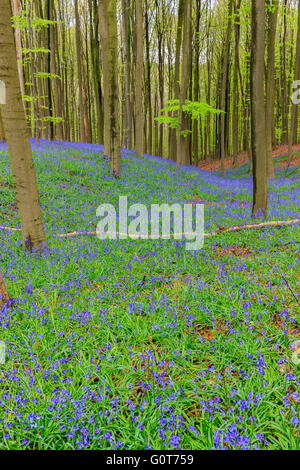 Wilden Hyazinthen in den Hallerbos in der Nähe von Halle, Belgien Stockfoto