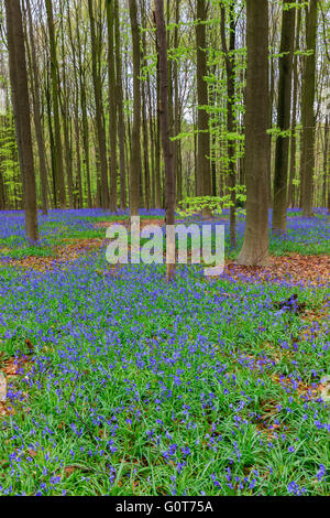 Wilden Hyazinthen in den Hallerbos in der Nähe von Halle, Belgien Stockfoto