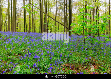 Wilden Hyazinthen in den Hallerbos in der Nähe von Halle, Belgien Stockfoto