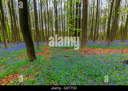 Wilden Hyazinthen in den Hallerbos in der Nähe von Halle, Belgien Stockfoto