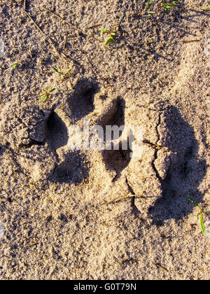 Hunde Einzel Paw Print auf dem Sand. Natur Hintergründe. Stockfoto