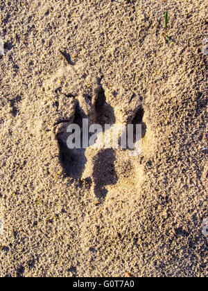 Hunde Einzel Paw Print auf dem Sand. Natur Hintergründe. Stockfoto