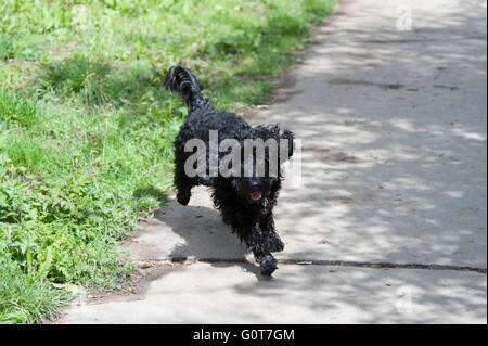 Ein junger schwarzer Cockapoo Hund auf einem Spaziergang im Wald an einem sonnigen Tag. Stockfoto