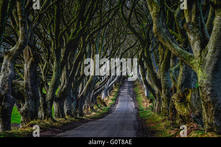 Die dunklen Hecken am Stranocum, Standort für eine Reihe von Szenen in Game of Thrones. Stockfoto