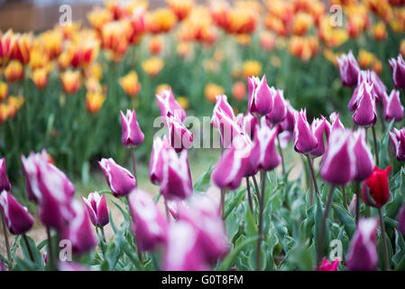 Tulpen Blumenbibliothek Tidal Basin Washington DC | WASHINGTON — Lila- und weiße Tulpen weichen einem Wirrwarr aus roten und gelben Blüten im Hintergrund in der Blumenbibliothek in der Nähe des Tidal Basin. Die 95 abgegrenzten Beete des Gartens, getrennt durch Graswege und in einem kurvenreichen Ost-West-Layout angeordnet, wurden 1968 von der Landschaftsarchitektin Darwina L. Neal vom National Park Service als Demonstrationssammlung von Tulpenarten gestaltet. Stockfoto