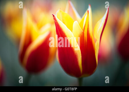 WASHINGTON, D.C., Vereinigte Staaten – In der Floral Library in der Nähe des Tidal Basin in Washington, D.C. erstrahlt eine bunte Auswahl an Tulpen in voller Blüte. Dieser saisonale Garten, der vom National Park Service gepflegt wird, bietet eine bunte Auswahl an Frühlingsblumen, die zu den berühmten Attraktionen der Stadt mit Kirschblüten beitragen. Stockfoto