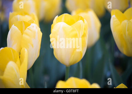 WASHINGTON, D.C., Vereinigte Staaten – In der Floral Library in der Nähe des Tidal Basin in Washington, D.C. erstrahlt eine bunte Auswahl an Tulpen in voller Blüte. Dieser saisonale Garten, der vom National Park Service gepflegt wird, bietet eine bunte Auswahl an Frühlingsblumen, die zu den berühmten Attraktionen der Stadt mit Kirschblüten beitragen. Stockfoto