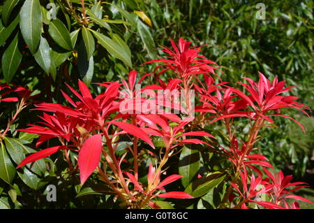 Pieris 'Forest Flame' bunten Pflanzen, Stockfoto