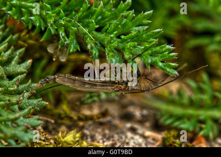 Eine männliche nicht beissen Midge - Chironomus Luridus bei Marsworth Resevoir, Buckinghamshire, Großbritannien Stockfoto