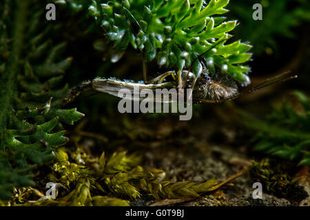 Eine männliche nicht beissen Midge - Chironomus Luridus bei Marsworth Resevoir, Buckinghamshire, Großbritannien Stockfoto