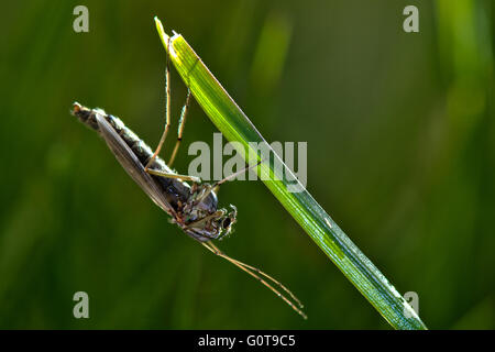 Eine weibliche nicht beissen Midge - Chironomus Luridus bei Marsworth Resevoir, Buckinghamshire, Großbritannien Stockfoto