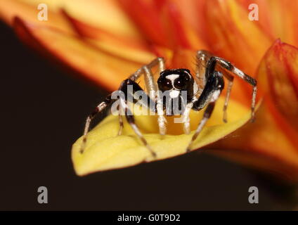 Black And White Spider stehen am Rande eines Blütenblattes gelb-Orange Chrystathemum springen. Stockfoto