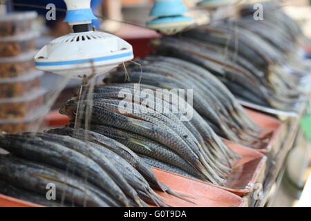 Gesalzene Terubok Fisch (Tenualosa Toli) auf einem Markt in Kuching, Sarawak, Malaysia. Die motorisierte Ventilator hält die fliegen Weg. Stockfoto