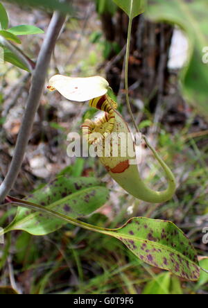 Eine Nepenthes in einem sekundären Dschungel. Diese insektenfressende Pflanze ist auch bekannt als Kannenpflanze aufgrund seiner Form oder Affe Tasse. Stockfoto