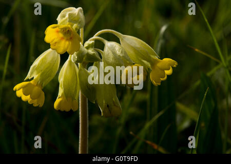 Gemeinsamen Schlüsselblume - Primula Veris. Bild aufgenommen am Wilstone Stausee, Hertfordshire, UK Stockfoto