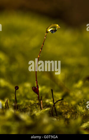 Moos - Bryum Capillare wächst an einem toten Baumstamm am Wilstone Stausee, Hertfordshire, UK Stockfoto