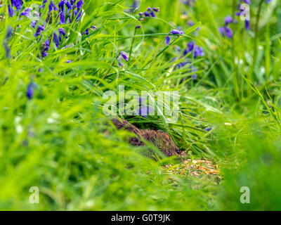 Schüchtern Waldmaus oder Murid Nagetier (Apodemus Sylvaticus) Nahrungssuche unter Glockenblumen in langen grünen Rasen in bewaldeten Umgebung. Stockfoto