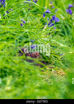 Schüchtern Waldmaus oder Murid Nagetier (Apodemus Sylvaticus) Nahrungssuche unter Glockenblumen in langen grünen Rasen in bewaldeten Umgebung. Stockfoto