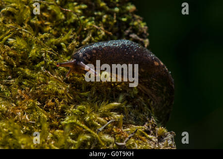 Leopard Slug - Limax Maximus. Bild aufgenommen am Wilstone Stausee, Hertfordshire, UK Stockfoto