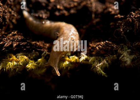 Verrechnete oder graue Feld Slug - Deroceras Reticulatum. Bild aufgenommen am Wilstone Stausee, Hertfordshire, UK Stockfoto