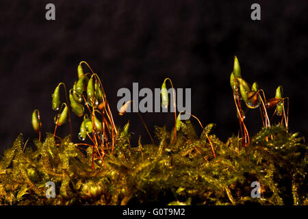 Moos - Bryum Capillare wächst an einem toten Baumstamm am Wilstone Stausee, Hertfordshire, UK Stockfoto