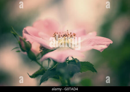 Rosa Blume der Wildrose auf Bush Makro Stockfoto