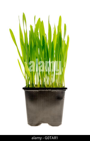 Frische grüne Weizengras im schwarzen Topf wachsen Stockfoto