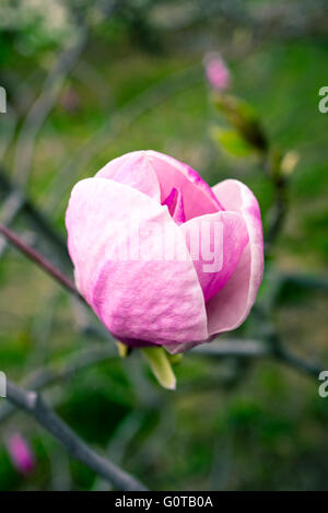 Schöne rosa Magnolie mit Weichzeichner. Farbige angewendeten Effekt der toning. Stockfoto