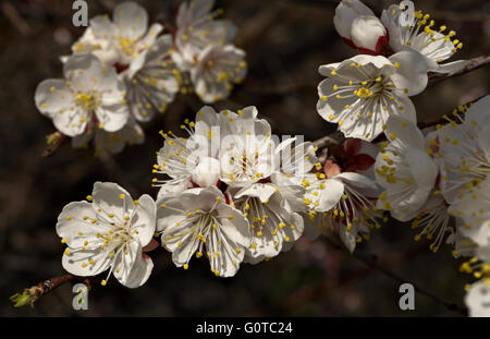 Aprikose Zweig mit blühenden Blumen Stockfoto