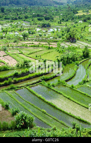 Ländliche Landschaft mit Reisfeldern Abang Bali Indonesien Stockfoto