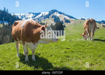 Schweizer Kühe auf der Weide. Kuh im alpinen Landschaft. Kühe auf den Almen. Stockfoto