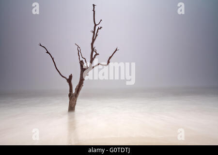 Nebel am Strand von Boneyard Botany Bay in Edisto Island, South Carolina. Steigende Gezeiten entlang der Küste sind den Strand langsam Eintauchen des Waldes erodiert. Stockfoto