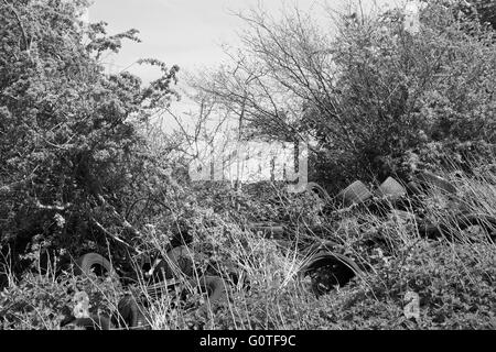 Alte Autoreifen geworfen in eine Hecke Zeile in North Bristol. April 2016 Stockfoto