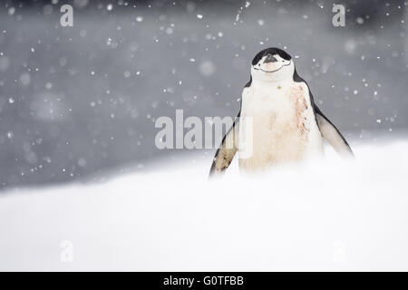 Kinnriemen Pinguin in einem Schneesturm Stockfoto