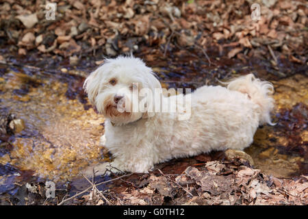 Havaneser Hund liegen im Wasser in einem kleinen Bach Stockfoto