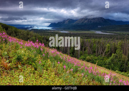 Ein Matanuska Valley View mit einigen Weidenröschen im Vordergrund und den Matabuska-Gletscher im Hintergrund. Alaska, USA. Stockfoto