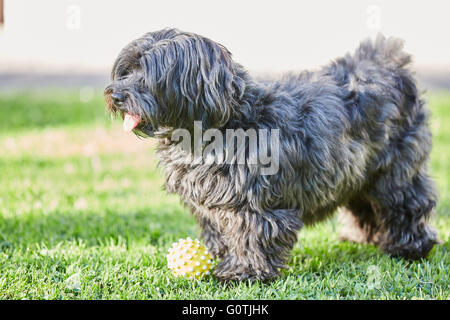 Schwarzen Havaneser Hund spielen mit einem gelben Ball im Garten Stockfoto