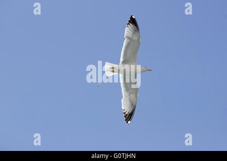 Schließen Sie die Ansicht der Yellow-legged Möwen (Laridae Familie, SP. Larus Michahellis) während des Fluges unter blauen Morgenhimmel Stockfoto