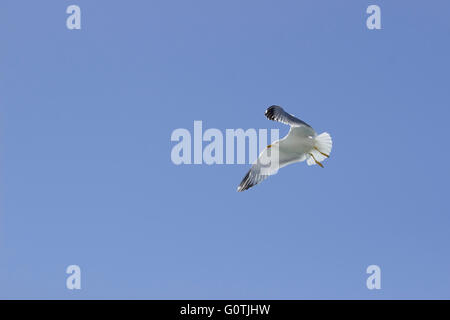 Gelb-legged Möwen (Laridae Familie, SP. Larus Michahellis) Seevogel in den blauen Himmel fliegen Stockfoto