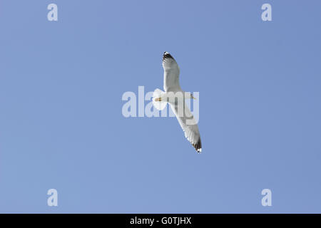 Gelb-legged Möwen (Laridae Familie, SP. Larus Michahellis) Seevögel fliegen Stockfoto