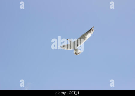 Gelb-beinigen Seagull (Laridae Familie, SP. Larus Michahellis) im Flug, Hintergrundbeleuchtung. Stockfoto