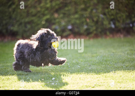 Schwarzen Havaneser Hund spielen mit einem gelben Ball im Garten Stockfoto