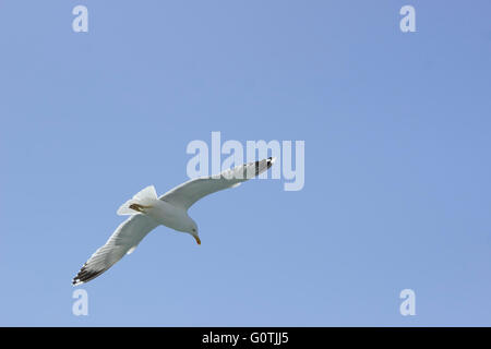 Weiten Blick auf Himmel-Bereich und ein Yellow-legged Möwen (Laridae Familie, SP. Larus Michahellis) im Flug. Stockfoto