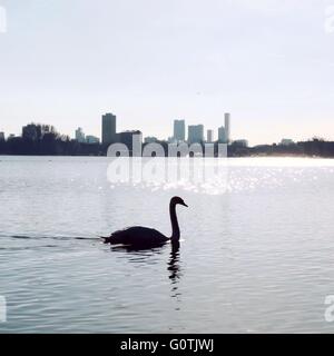 Schwan, Schwimmen im See, Kralingse Plas, Rotterdam, Holland Stockfoto